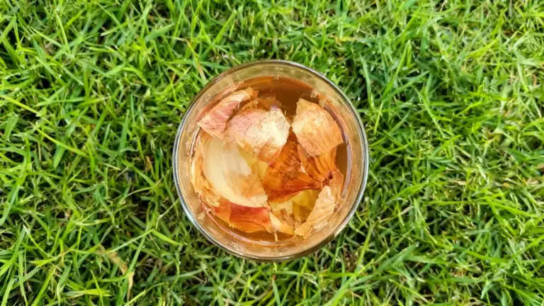 Bicchiere con bucce di cipolla immerse in acqua su prato verde