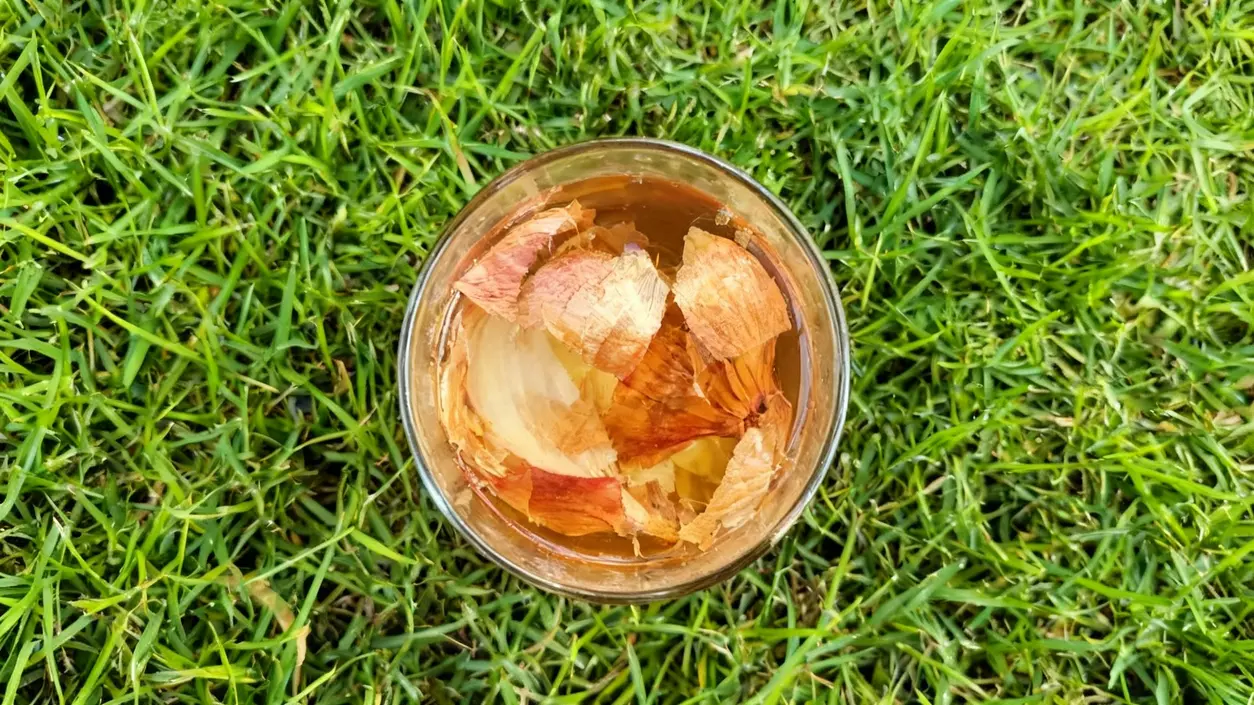 Bicchiere con bucce di cipolla immerse in acqua su prato verde