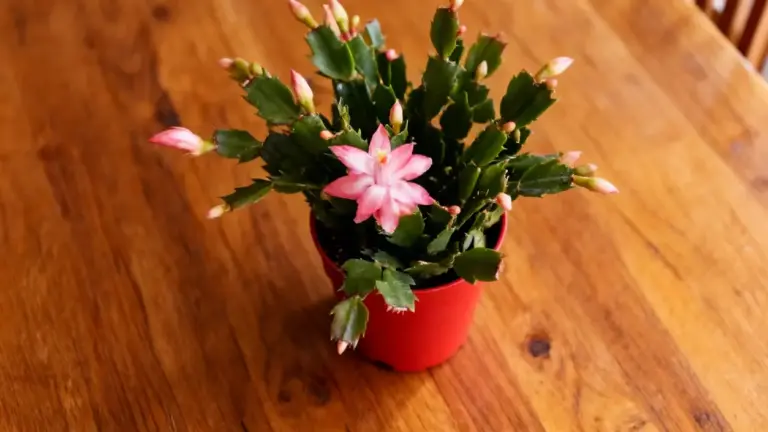 Pianta grassa in vaso rosso con fiore rosa su tavolo in legno