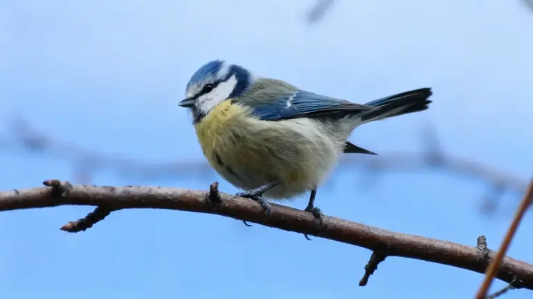 Un piccolo uccello colorato posato su un ramo contro uno sfondo azzurro