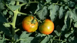 Pomodori parzialmente maturi su pianta tra foglie verdi