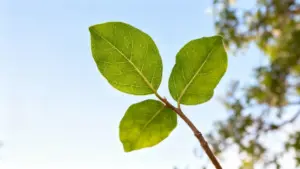 Ramo giovane con tre foglie verdi contro un cielo azzurro