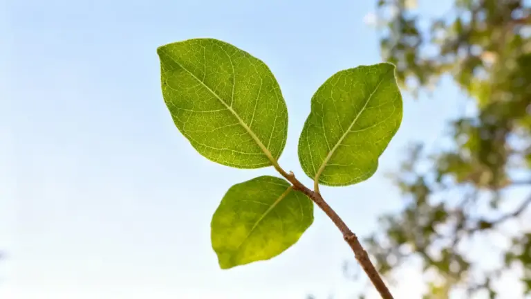 Ramo giovane con tre foglie verdi contro un cielo azzurro